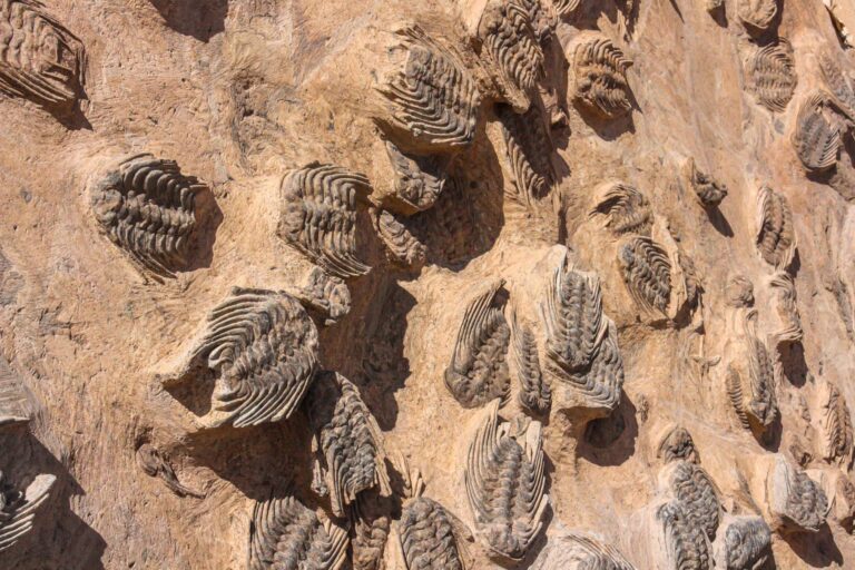 „Das ist die Entdeckung des Jahrhunderts!“: Jahrmillionen altes Trilobiten-Fossil in Römischer Müllhalde in Spanien gefunden