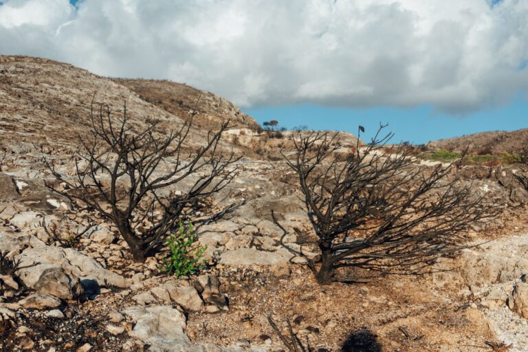 Die Auswirkungen des Klimawandels auf die Biodiversität in 2025