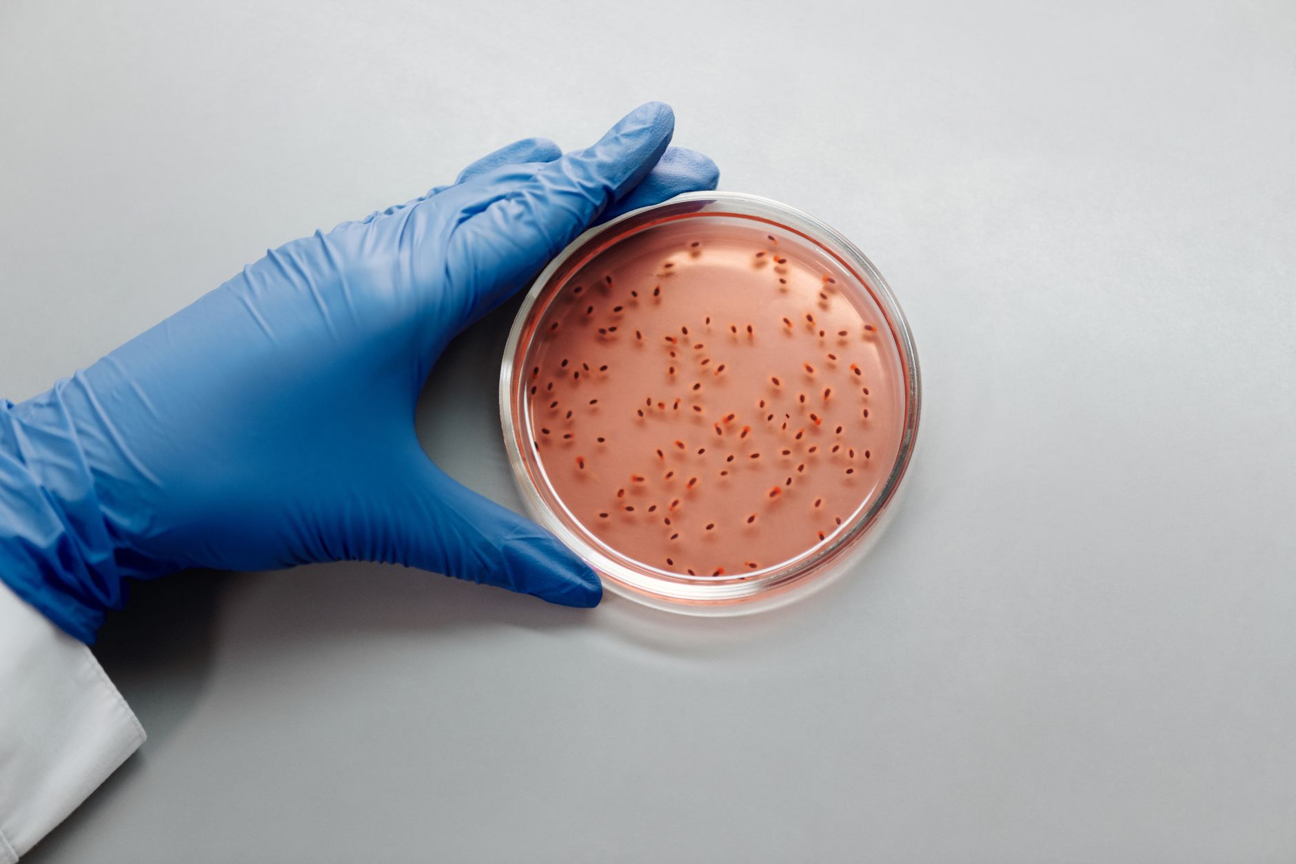 Wissenschaftler „spielen Gott“ und erschaffen bakterielle Superwesen: Sind wir bereit für diese genetische Revolution, die uns vor Viren schützen soll?
