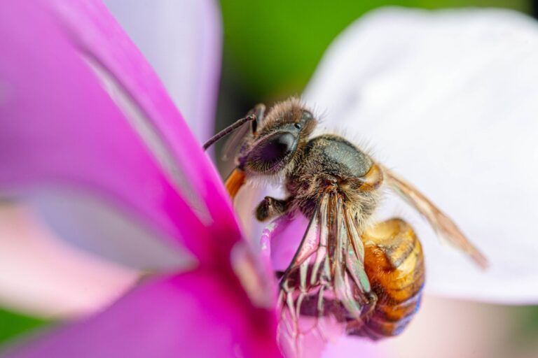 „Es ist schlimmer als gedacht“: Diese Bienenbewegung enthüllt verborgene Intelligenz (und sie könnte Sie überraschen)