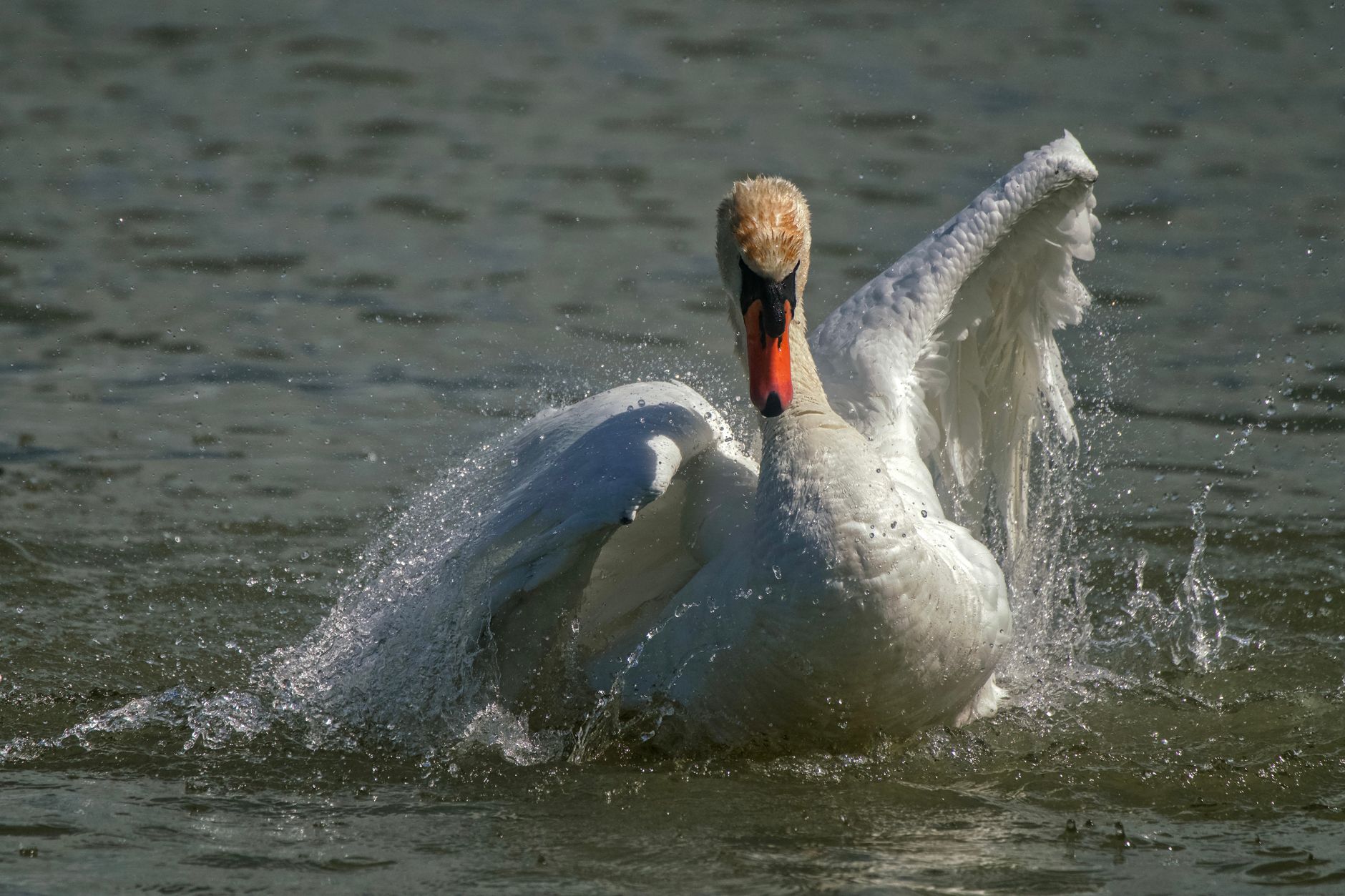 Ein weißer Schwan mit orangefarbenem Schnabel schlägt auf dem Wasser mit den Flügeln, rundherum spritzt Wasser.